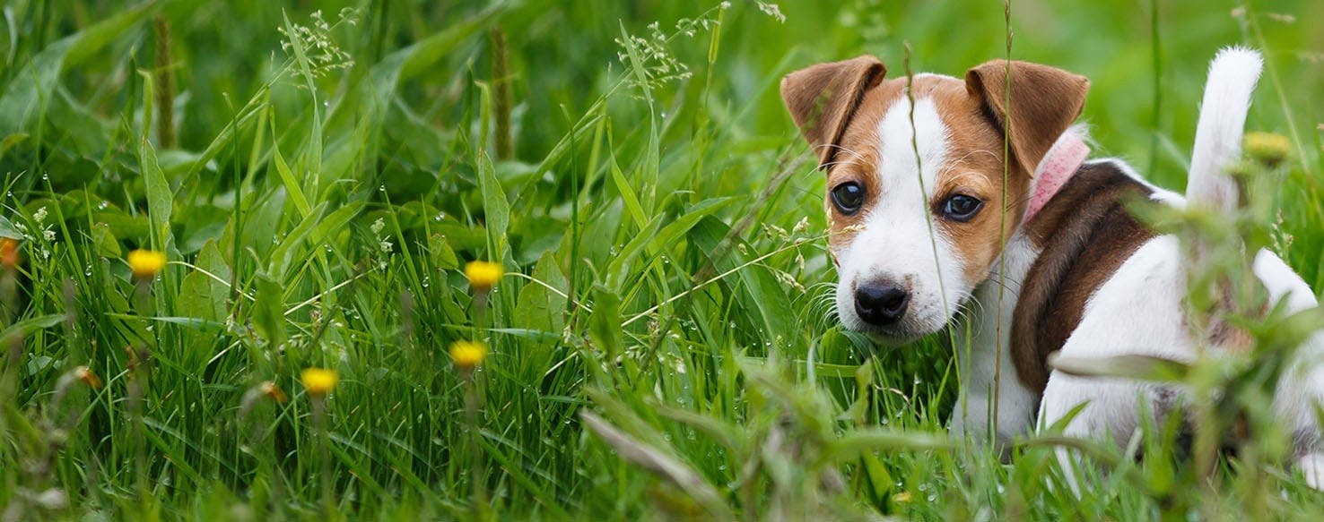 Dog Names Ending In K Popular Male And Female Names Wag 